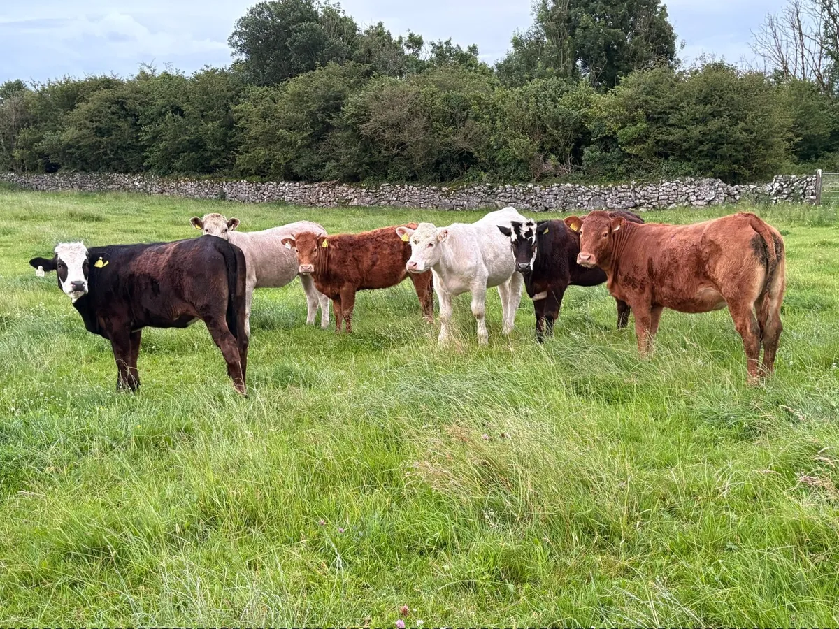 Yearling  Heifers - Image 1