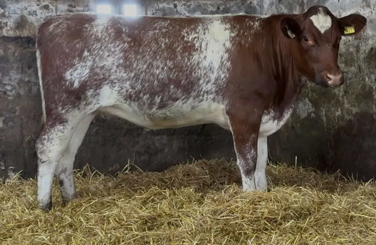 Smashing shorthorn heifer - Image 3