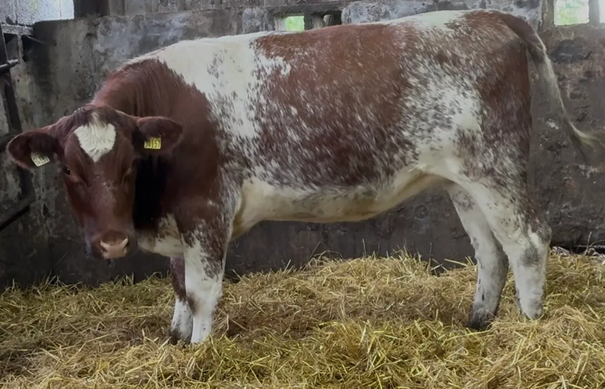 Smashing shorthorn heifer - Image 4