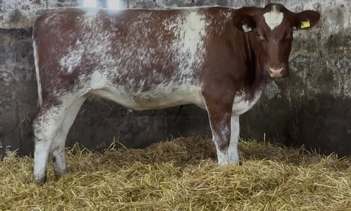 Smashing shorthorn heifer - Image 1