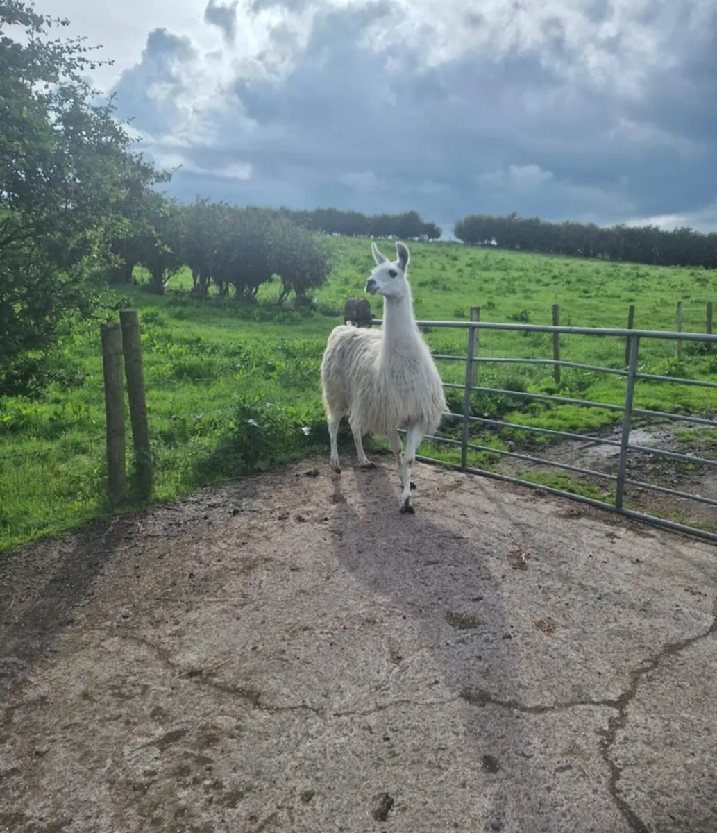 Llama - Image 1
