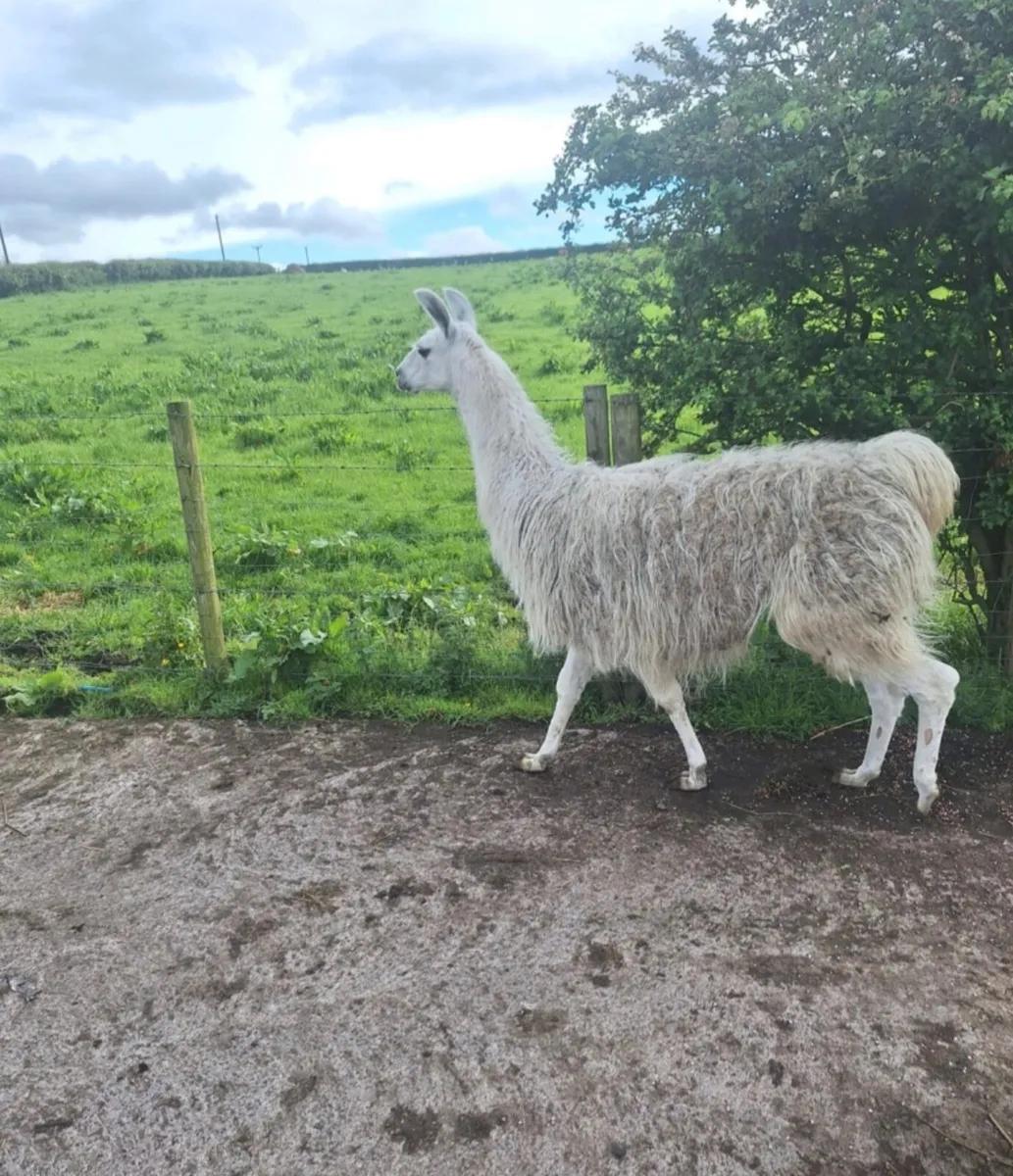 Llama - Image 2