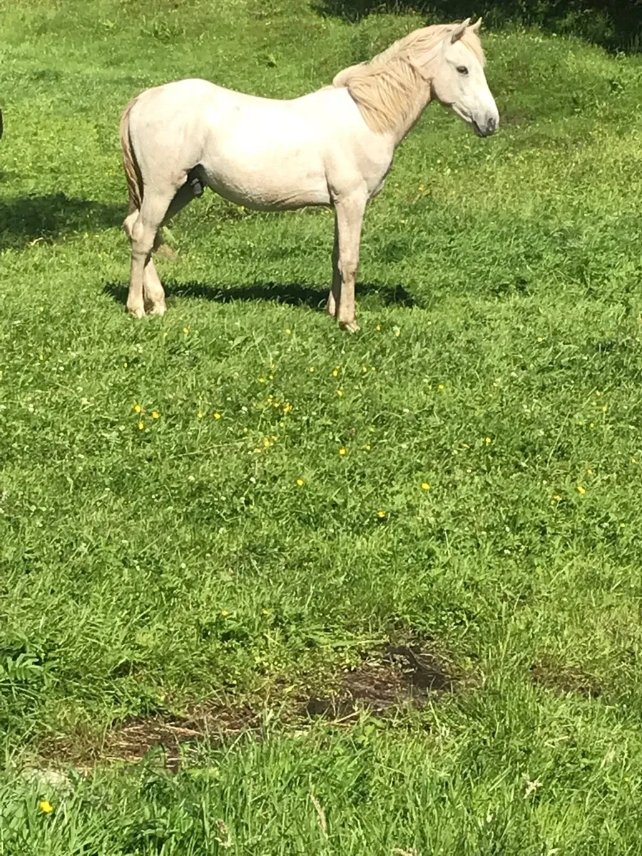 Connamara  colt - Image 2
