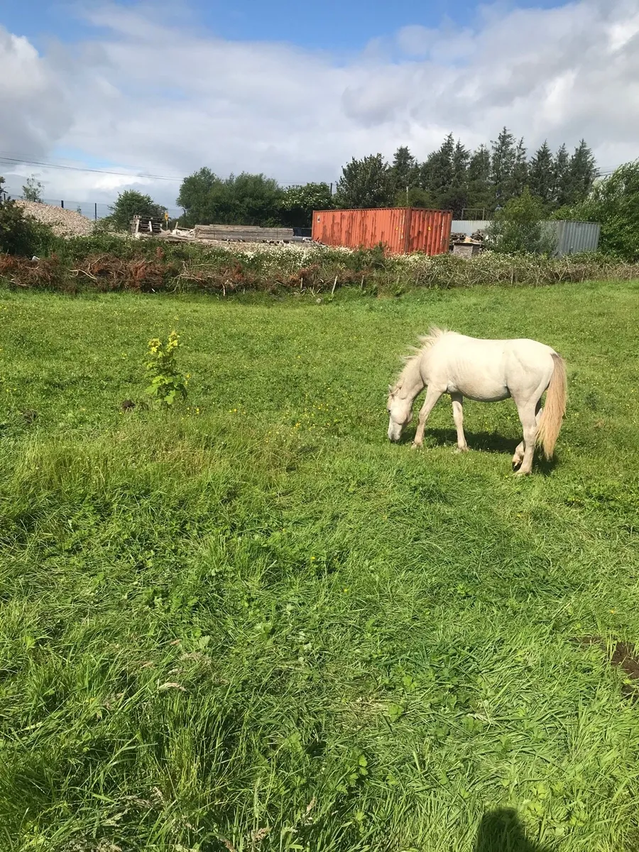 Connamara  colt - Image 3