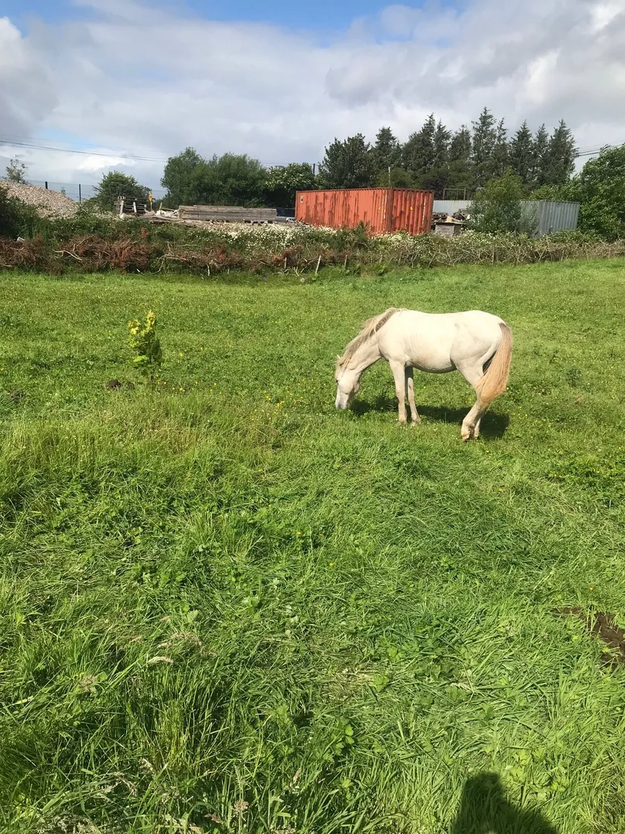 Connamara  colt - Image 4