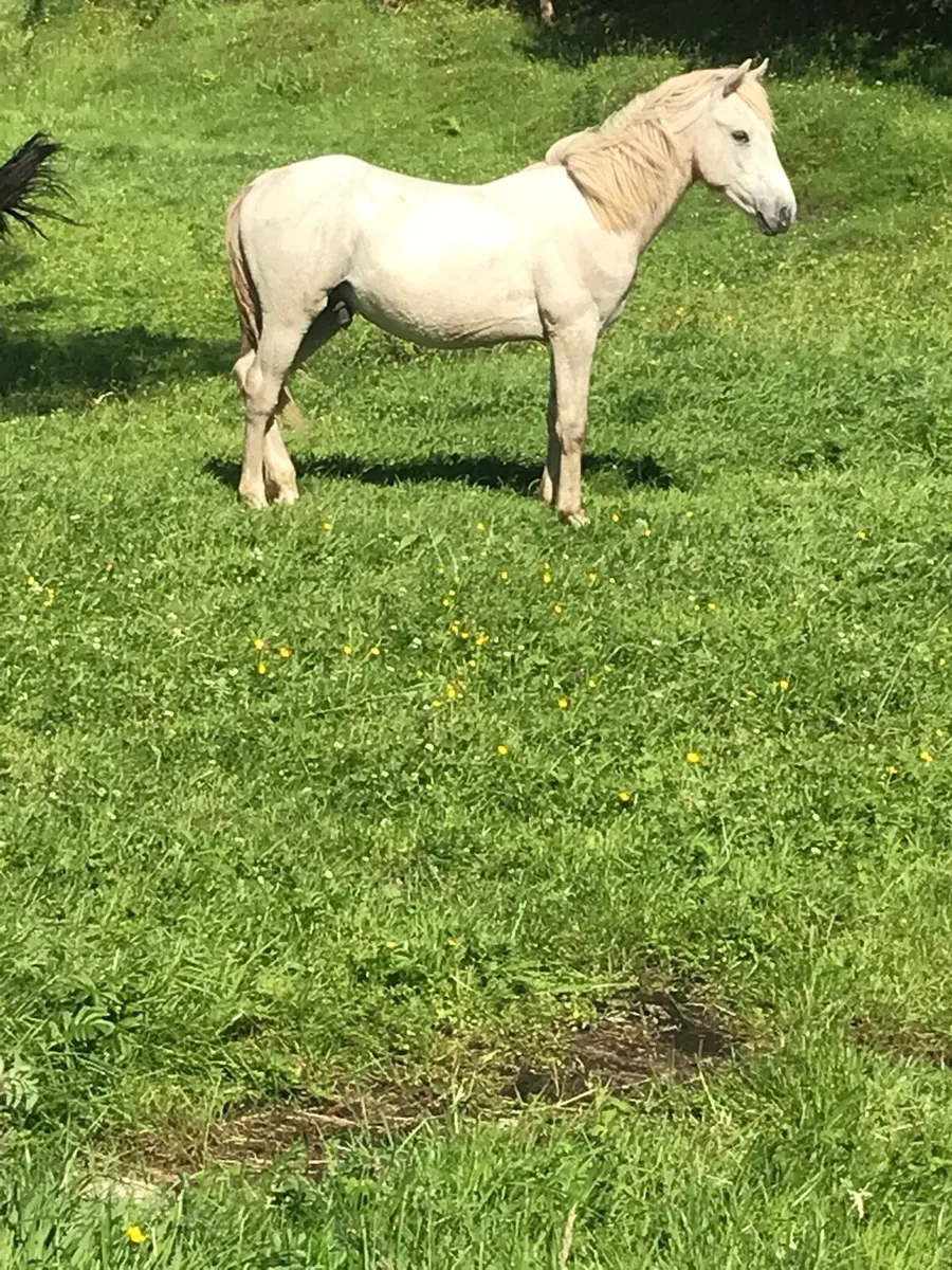 Connamara  colt - Image 1