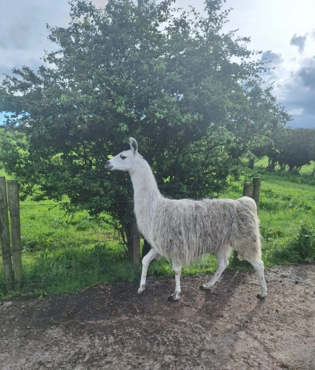 Llama - Image 4