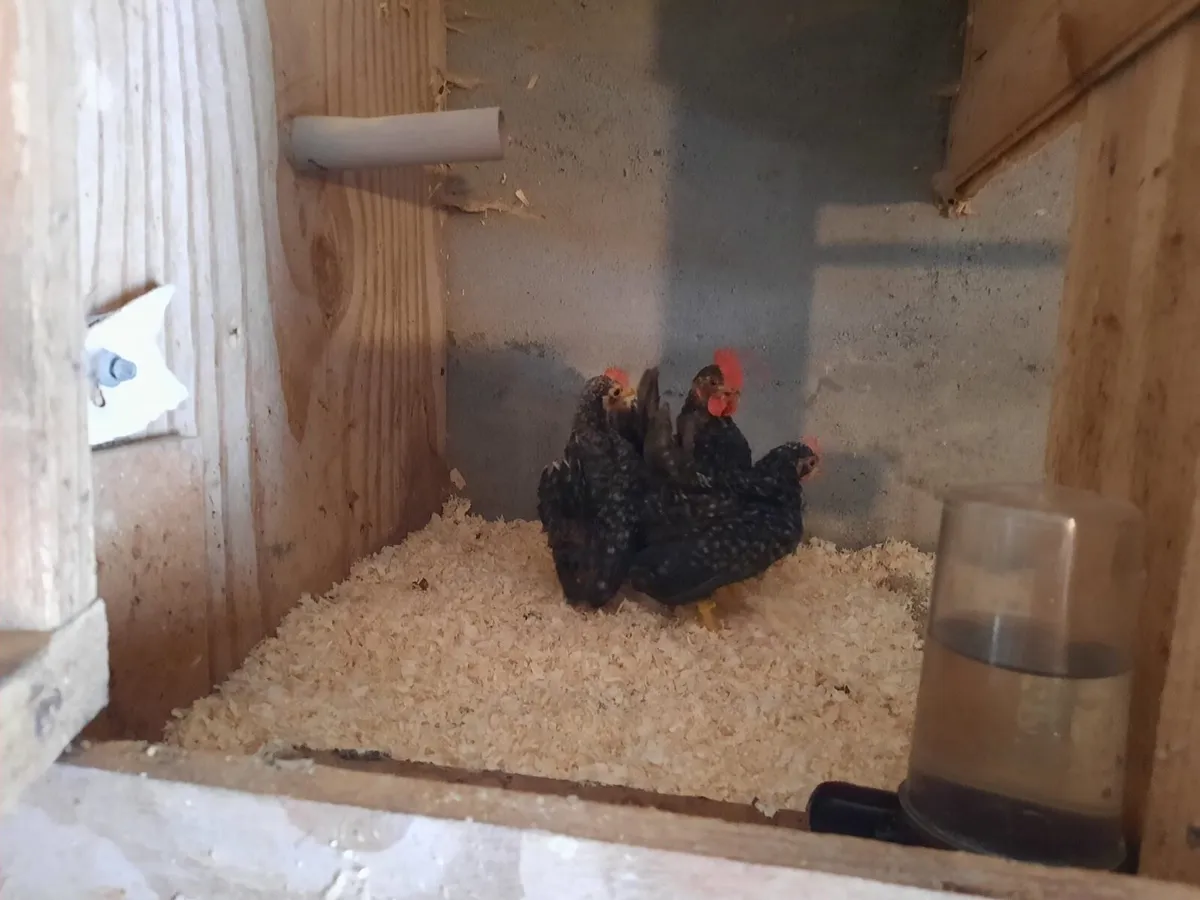 serama bantams - Image 2