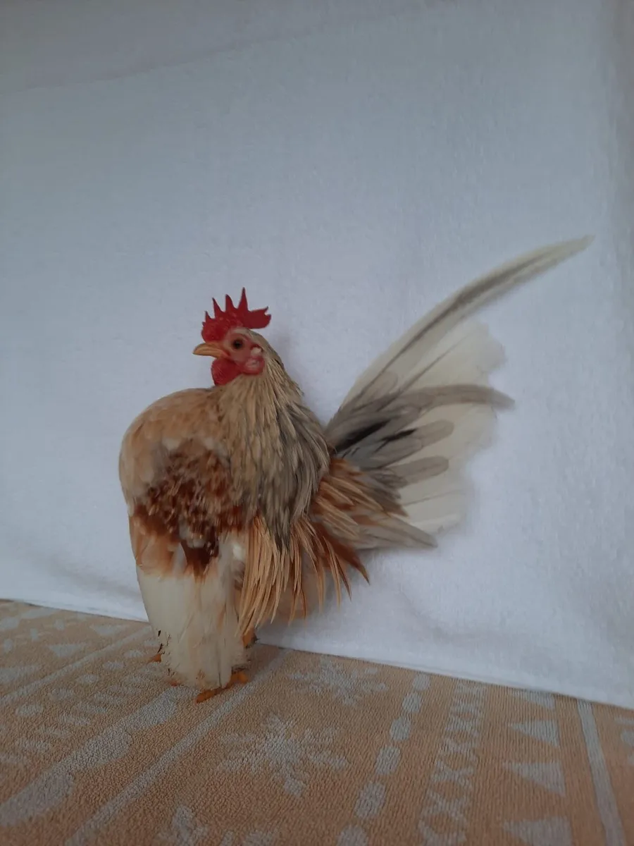 serama bantams - Image 1