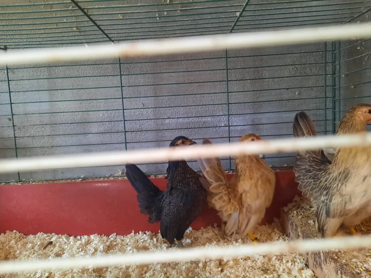 serama bantams - Image 3