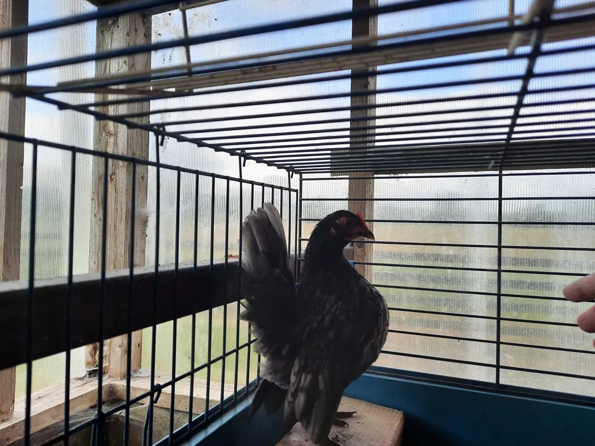 serama bantams - Image 4
