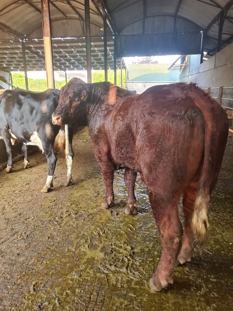 Stock Bull - Image 1