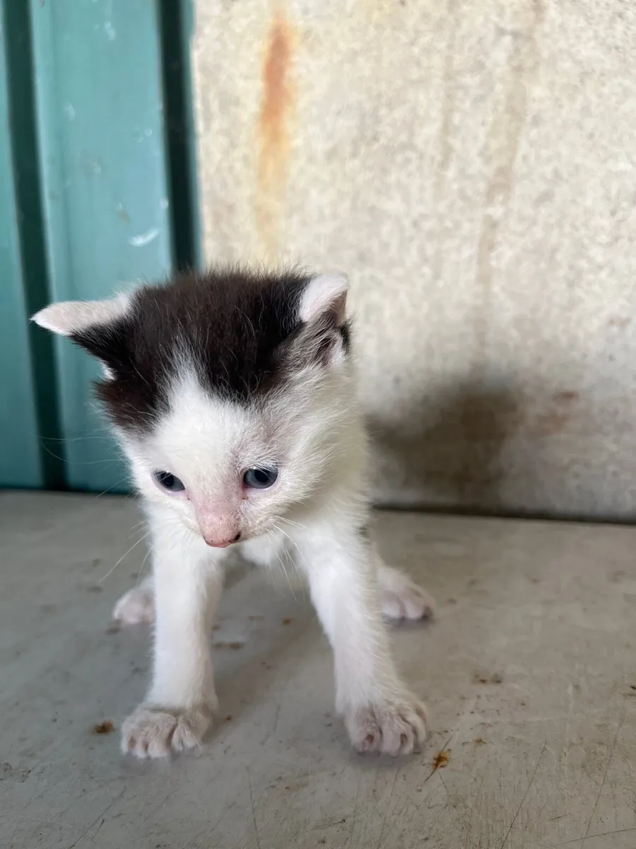 Kittens - Image 2