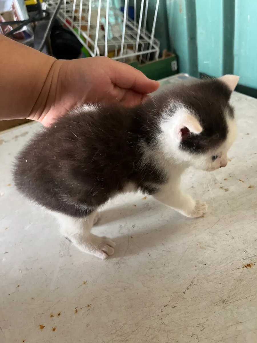 Kittens - Image 3