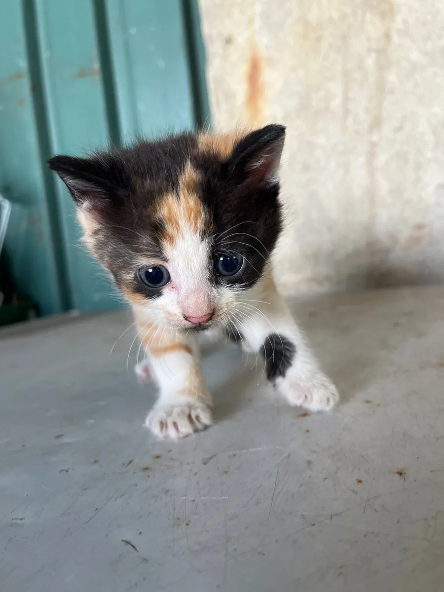 Kittens - Image 4