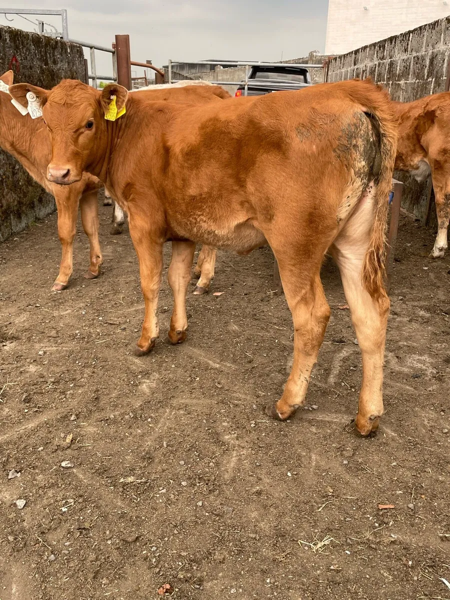 Continental Heifer Runners - Image 1