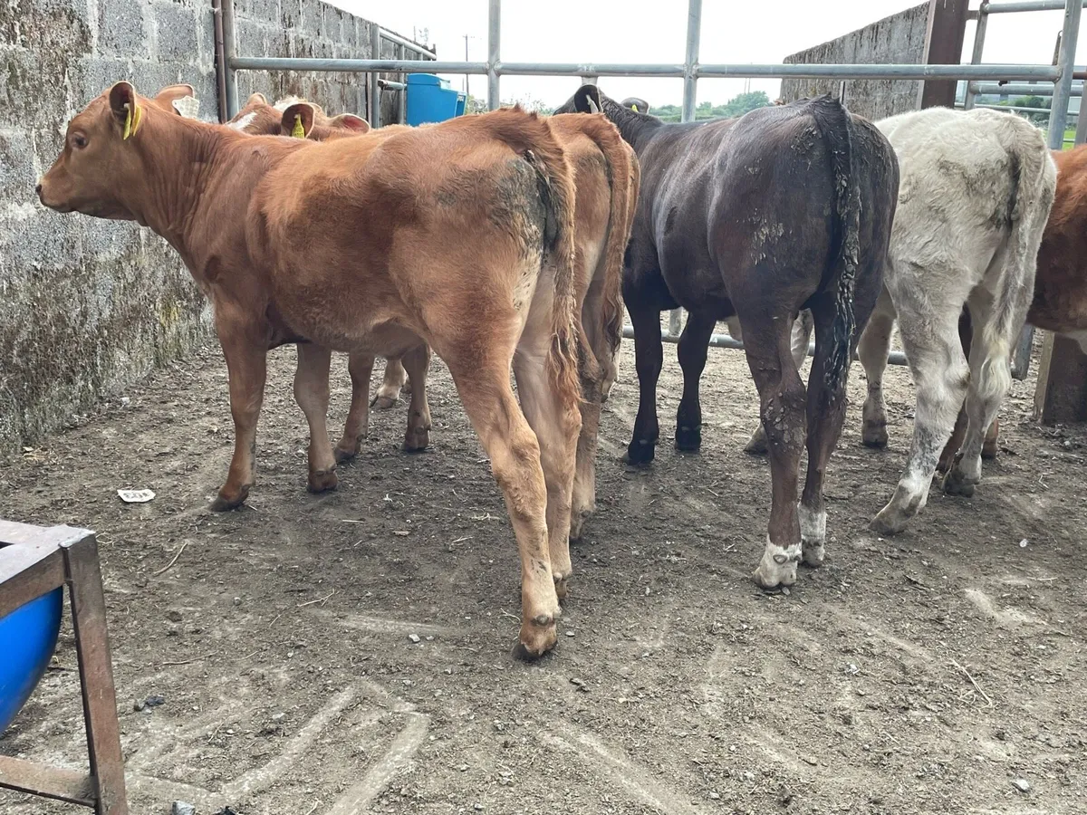 Continental Heifer Runners - Image 2