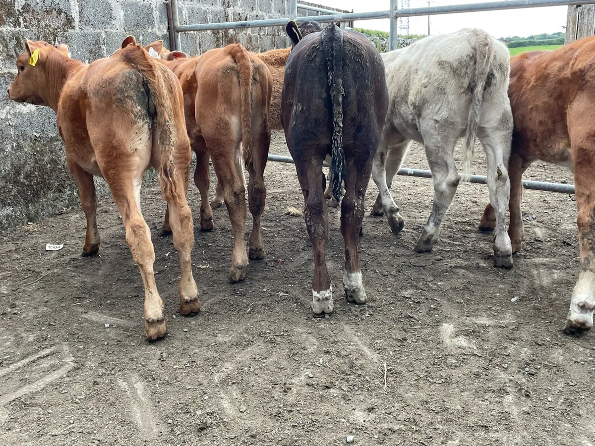 Continental Heifer Runners - Image 4