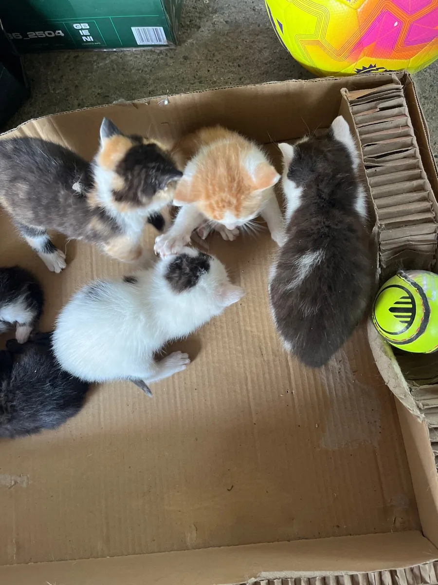 Kittens - Image 1