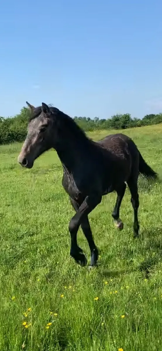Yearling Draught/ Connie filly - Image 3