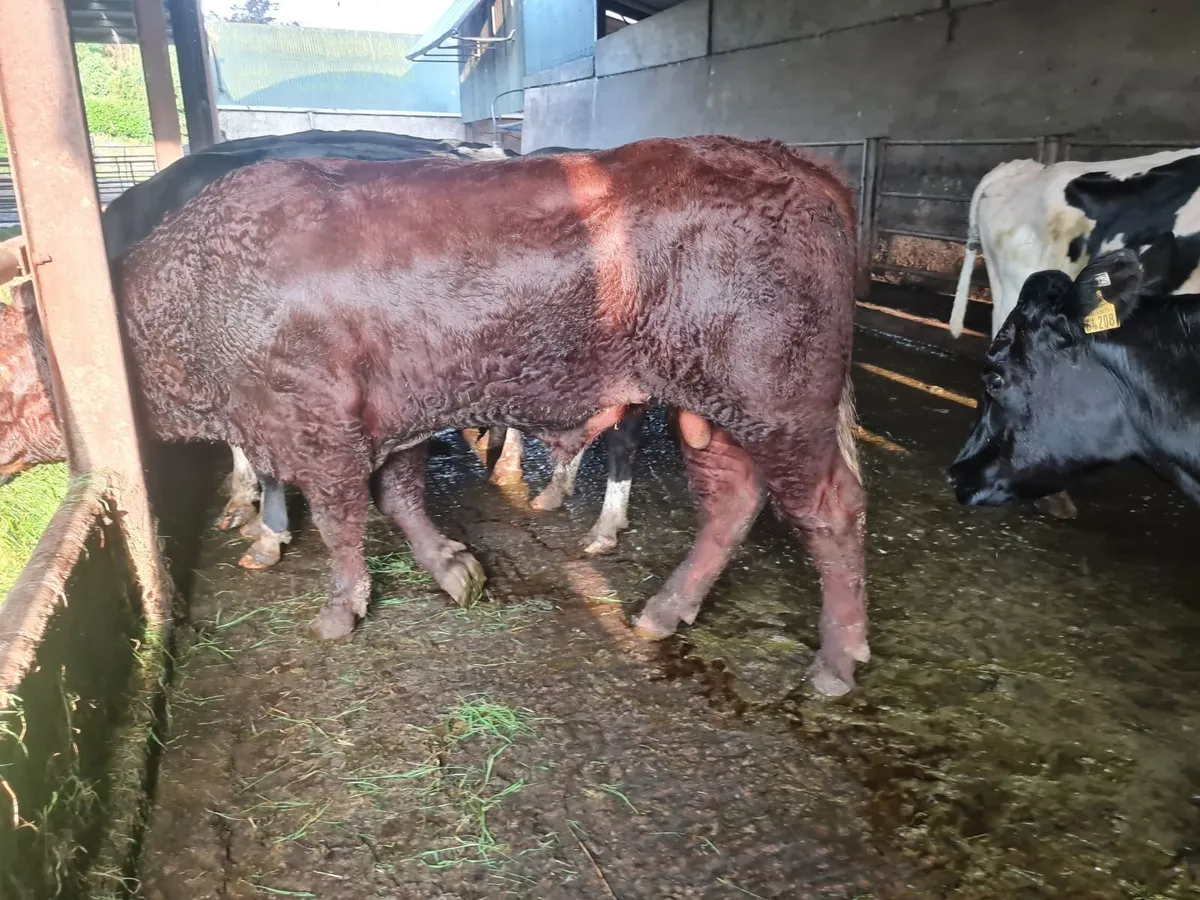 Stock Bull - Image 2