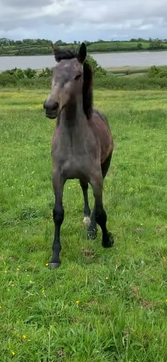 Yearling Draught/ Connie filly - Image 1