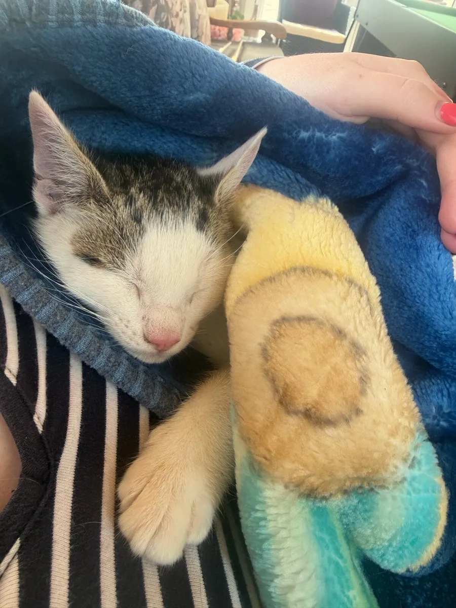 Beautiful Kitten - Image 2