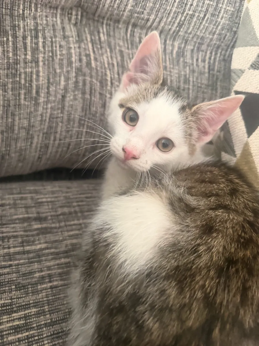 Beautiful Kitten - Image 3
