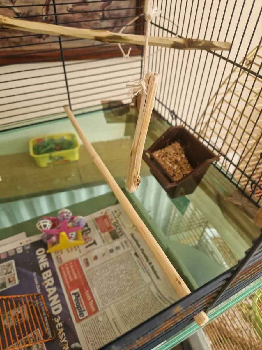 Budgie. and cage food - Image 4