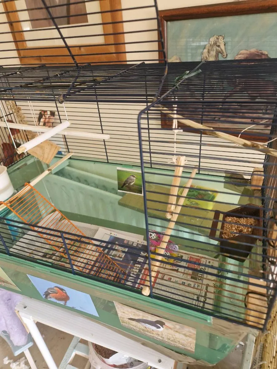 Budgie. and cage food - Image 3