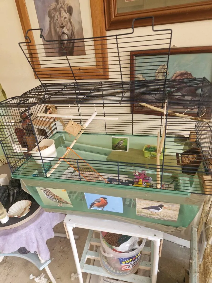 Budgie. and cage food - Image 2