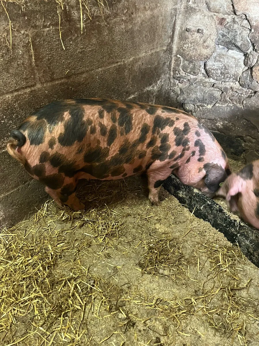 Pedigree registered Oxford Sandy & Black pigs - Image 1