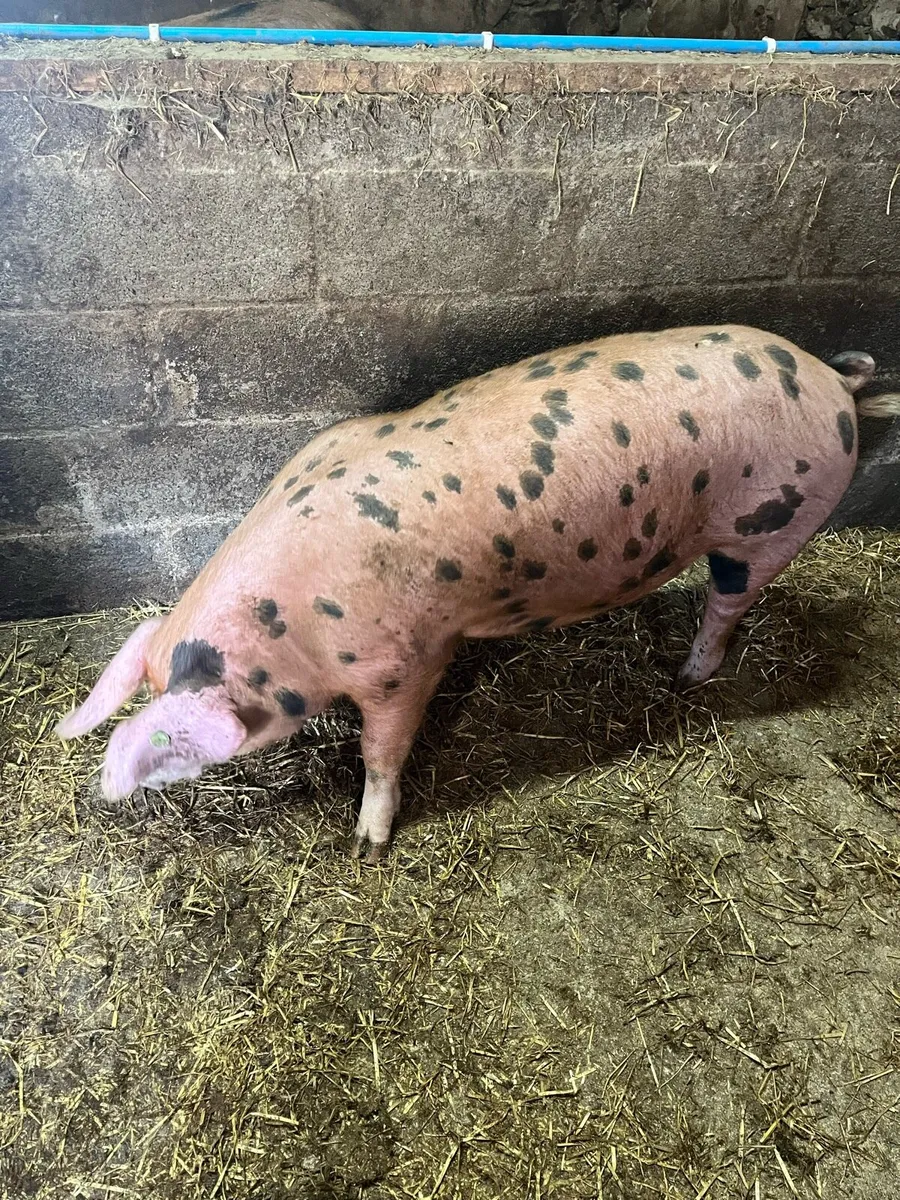 Pedigree registered Oxford Sandy & Black pigs - Image 2