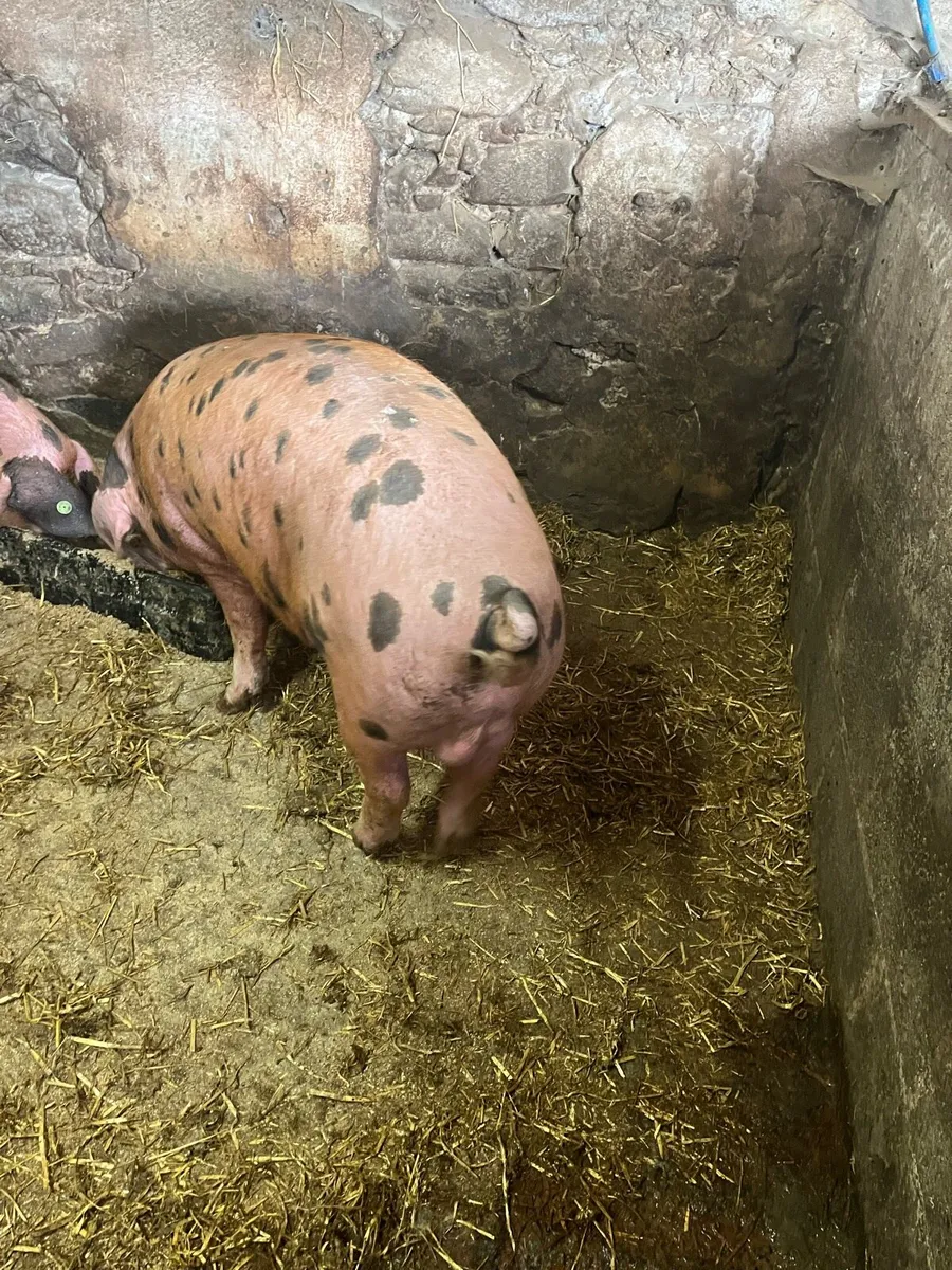 Pedigree registered Oxford Sandy & Black pigs - Image 4