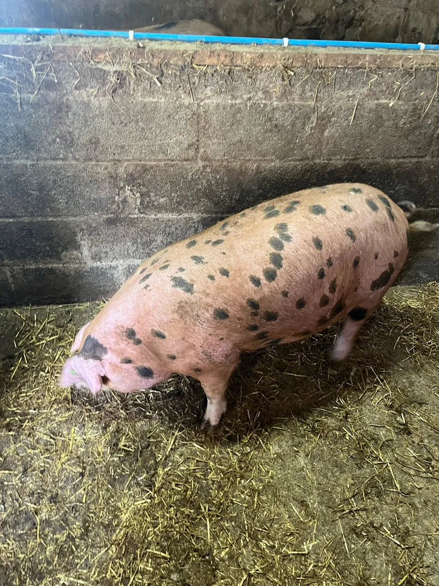 Pedigree registered Oxford Sandy & Black pigs - Image 3
