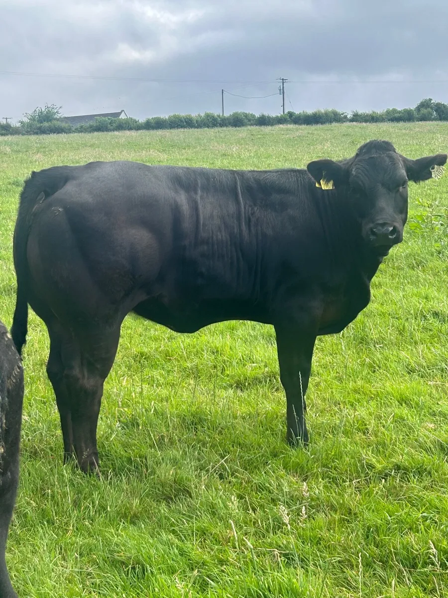 BB and Lim Heifers - Image 2