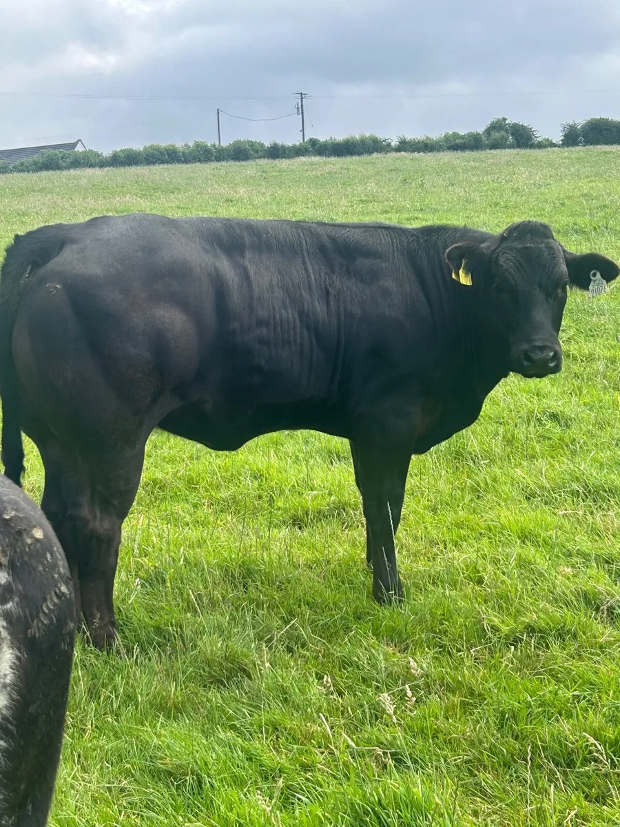 BB and Lim Heifers - Image 3