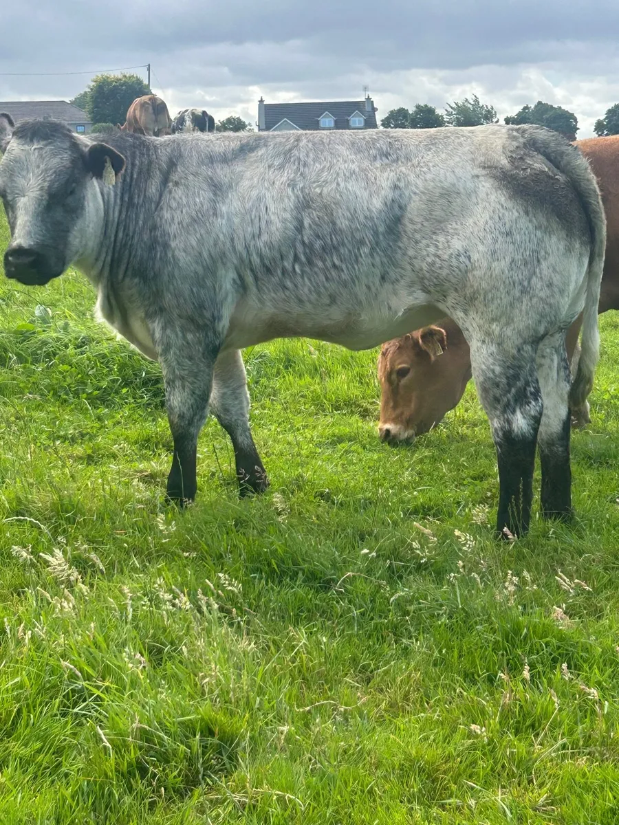 BB and Lim Heifers - Image 4
