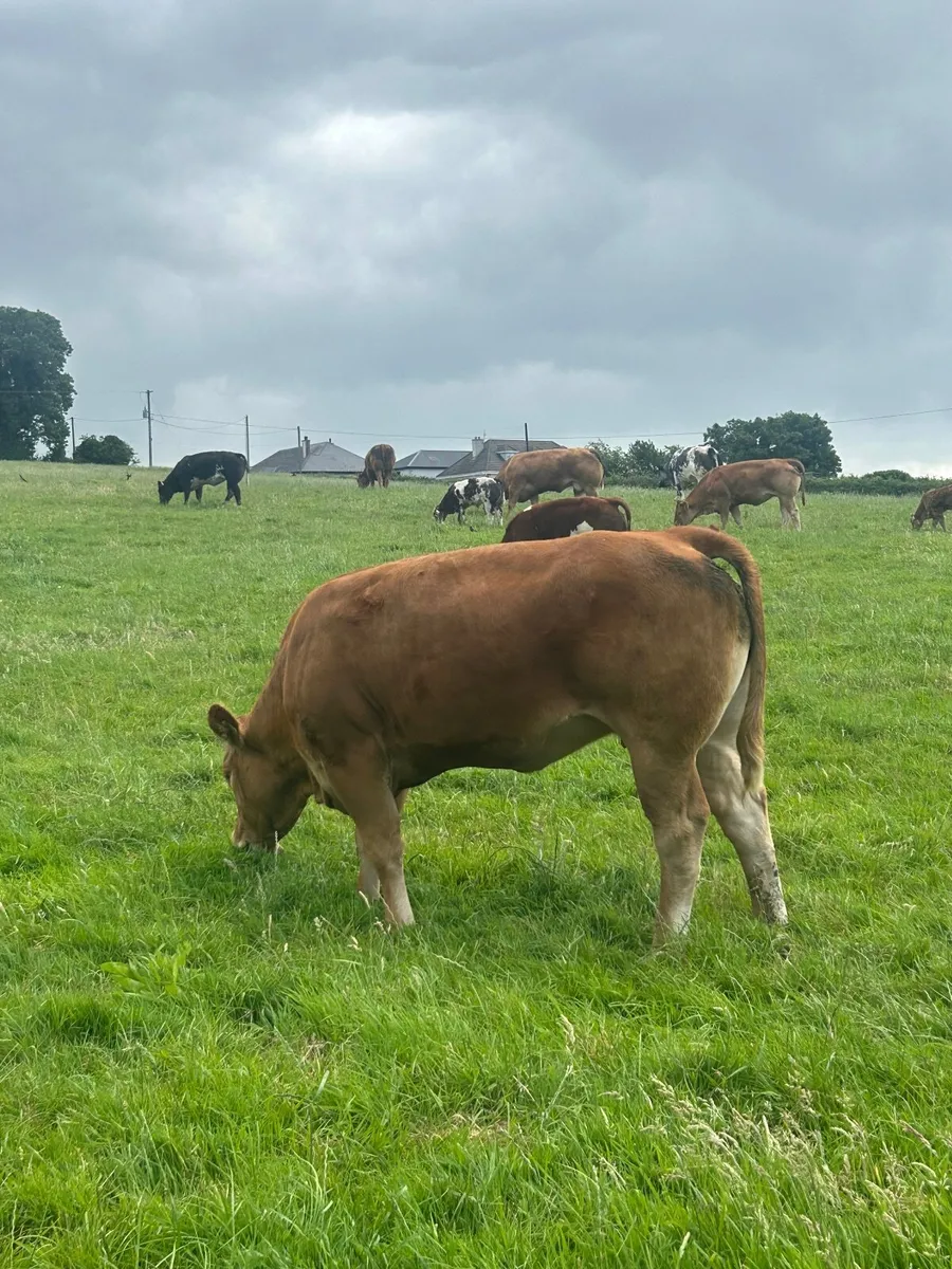 BB and Lim Heifers - Image 1