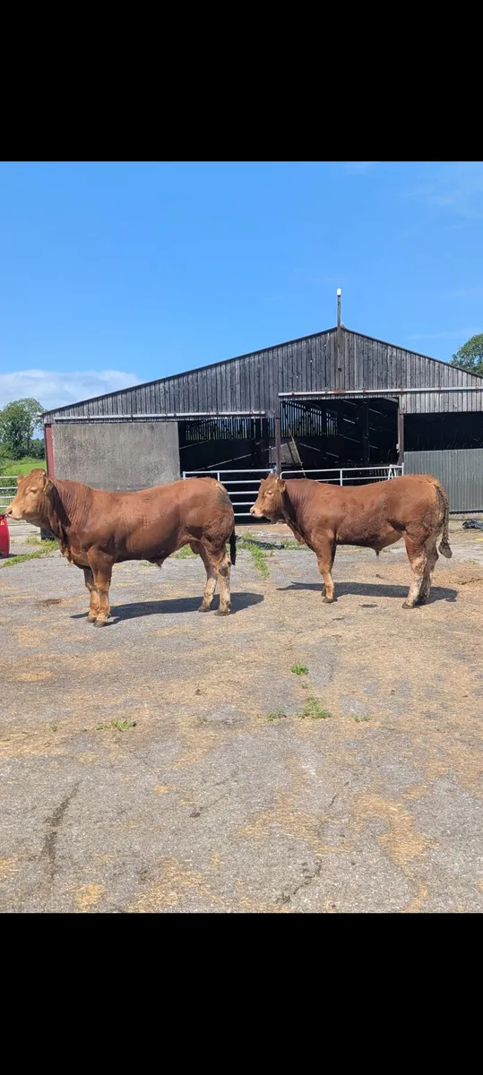 Pedigree limousine Bulls - Image 1