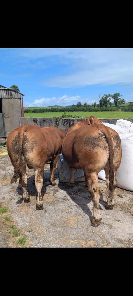 Pedigree limousine Bulls - Image 2