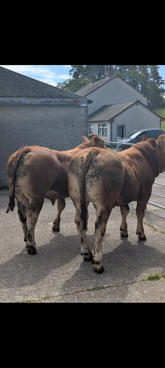 Pedigree limousine Bulls - Image 3