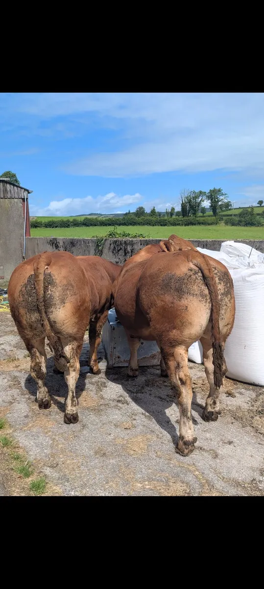 2 SUPER Embryo BULLS FOR SALE - Image 1