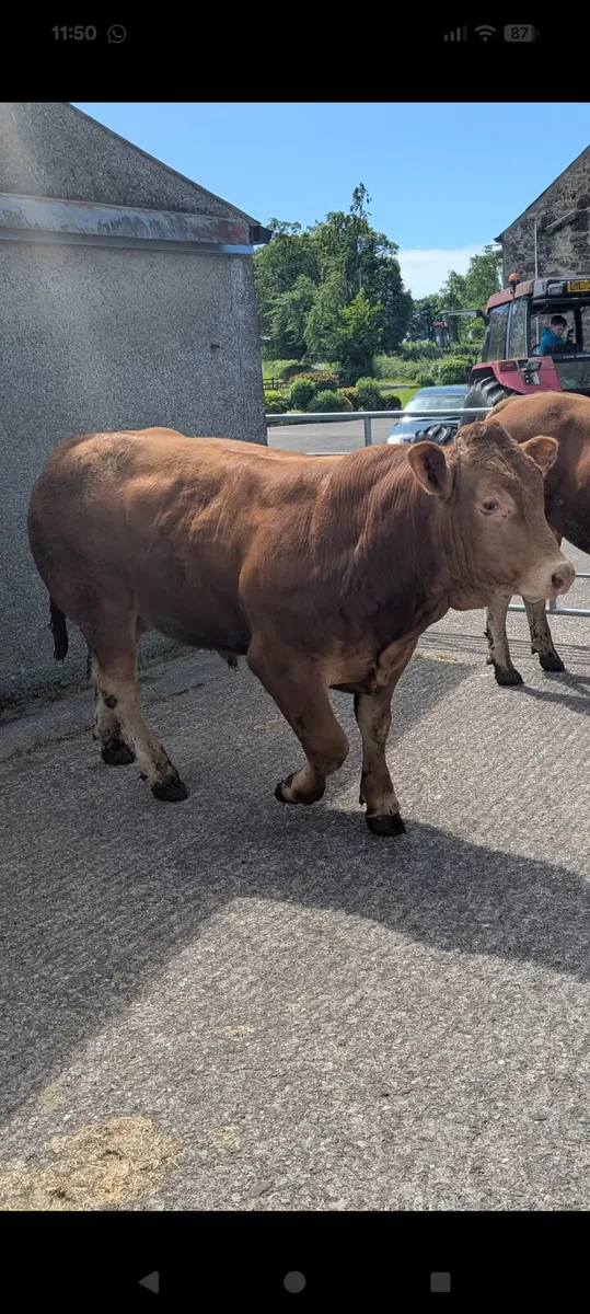 Pedigree limousine Bulls - Image 4