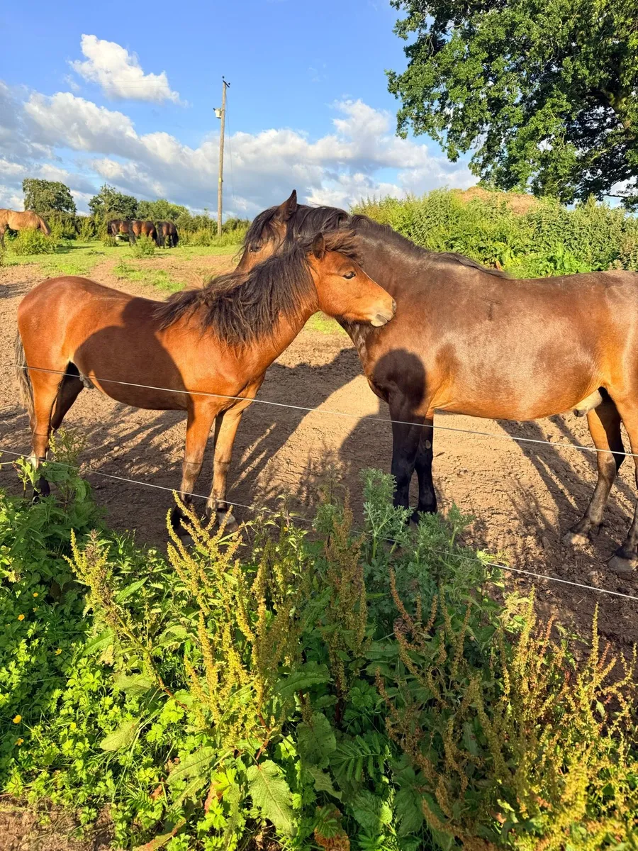 Pony - Image 1