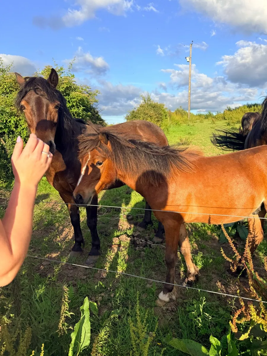 Pony - Image 2