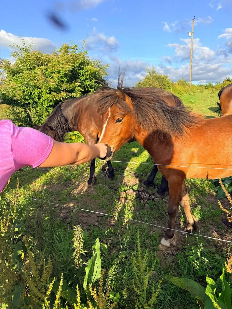 Pony - Image 3
