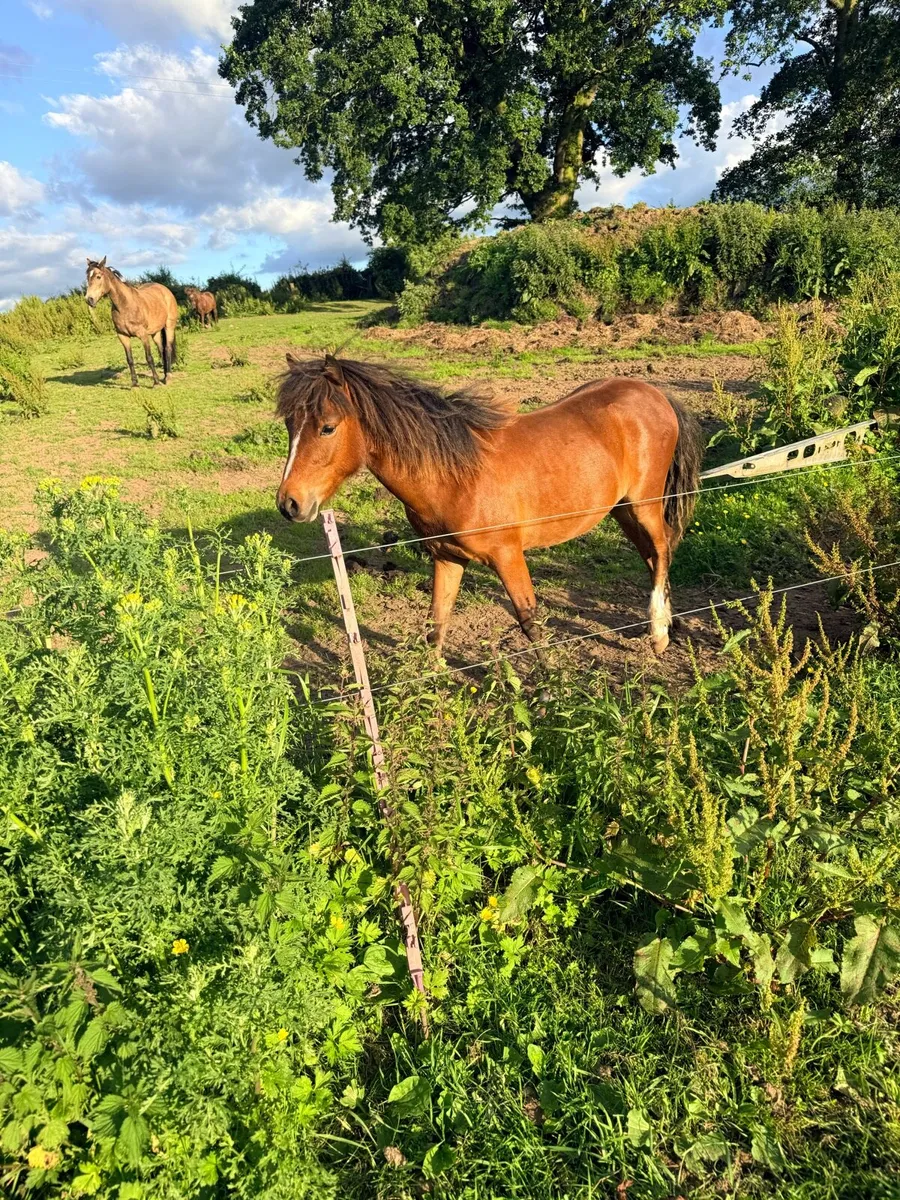 Pony - Image 4