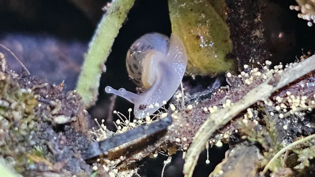 giant African land snail - Image 1