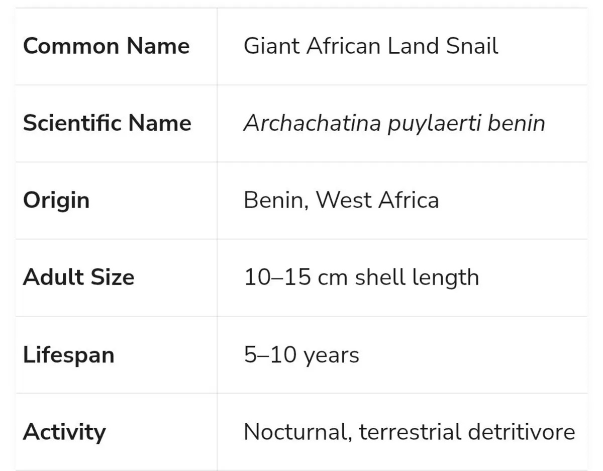 giant African land snail - Image 2